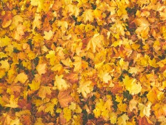 Арав хоногийн цаг агаарын урьдчилсан төлөв 