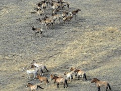 Ган, зуд зэрлэг амьтан хорогдоход нөлөөлж байна