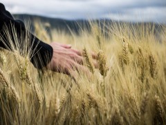 Улаан буудайн ургац хураалт 15 хувьтай үргэлжилж байна