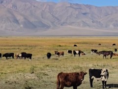 Ховд аймгийн нийт нутгийн 70 орчим хувьд бэлчээрийн даац хэтэрчээ