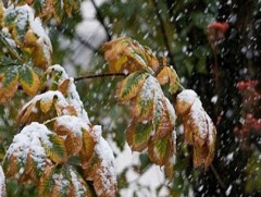 Ойрын хоногуудад ихэнх нутгаар нойтон цас, цас орж хүйтэрнэ 