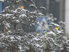 Ойрын дөрөв хоногт нийт нутгаар цас орохгүй