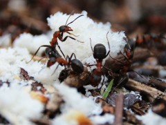 Шоргоолж ингэж өвөлждөг...