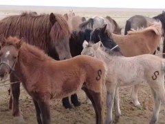 Адууны тамга тухайн айлын нэрийн хуудас болдог