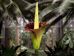 Дэлхийн хамгийн том цэцэг 