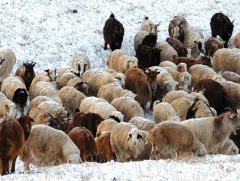 Нийт нутгийн 50 хувьд зудын эрсдэлтэй байна