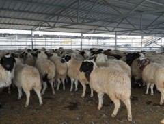 Энэ онд 43 мянган толгой амьд мал экспортолжээ