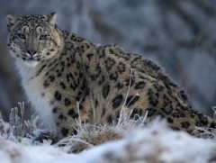 Өнөөдөр олон улсын цоохор ирвэсийн өдөр