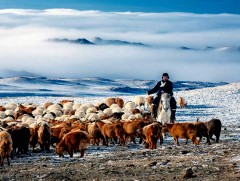 МАЛЧИД: Мал маллахад улам хэцүү цаг үе ирж байна