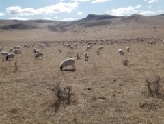 УОК: Баян-Өлгий, Увс, Ховд аймгийн зарим сумдын бэлчээрийн даац хэтэрсэн