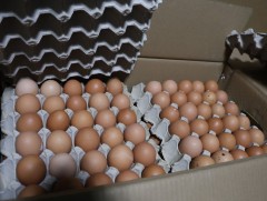 Хуурамч дардастай өндөг худалдан борлуулсан аж ахуйн нэгжид 20.000.000 төгрөгийн торгууль ногдууллаа