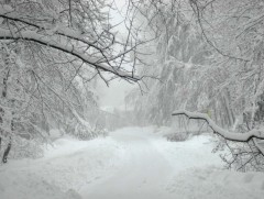 ЦУОШГ: Зудын урьдчилсан төлөв