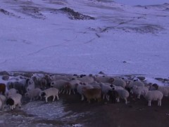 Архангай аймгийн нийт нутгийн 50 гаруй хувьд нь бэлчээрийн даац хэтэрчээ