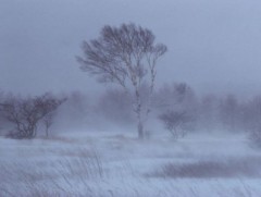ОБЕГ: Баруун аймгуудын ихэнх нутгаар цас орж цасан шуурга шуурна