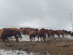 Нийслэлийн мал аж ахуй эрхлэхийг хориглосон бүсээс мал гаргах арга хэмжээг зохион байгуулж байна