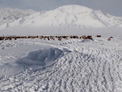 Нийт нутгийн 68 хувьд цастай байна 