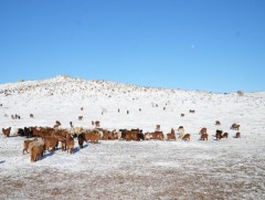 Улсын хэмжээнд нийт 65 сая гаруй толгой мал өвөлжих төлөвтэй байна 
