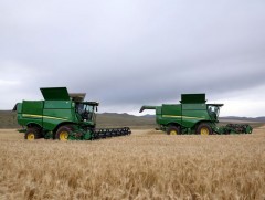 Сэлэнгэ аймгийн тариаланчид 122 мянган тонн улаанбуудай хураан авчээ