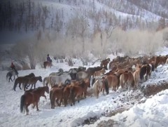 Малчдын 80 гаруй хувь нь өвчтэй малд дур мэдэн эм өгдөг