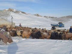 Хамгийн хол оторт явсан айл 1200 км нүүдэллэжээ