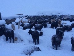 Нийт нутгийн 4 хувьд зудын эрсдэл нэн их, 17 хувьд их гарчээ