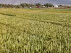 Ховд аймгийн Булган суманд цагаан будаа тариалж, 6 тонныг хураан авчээ