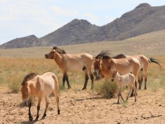 2025 онд Улсын тусгай хамгаалалттай газар нутгийн хэмжээг нэмэгдүүлэв