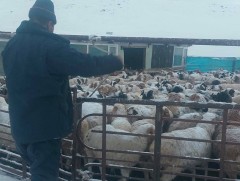 Мал, тэжээвэр амьтдын тооллого эхэллээ