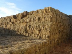 Баруун аймгуудад нэг боодол өвс 12-23 мянган төгрөгийн ханштай байна