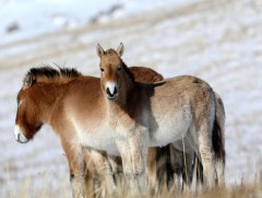 Тусгай хамгаалалттай газар нутгийн санхүүжилт тогтвортой орлогын эх үүсвэртэй байх нь чухал 
