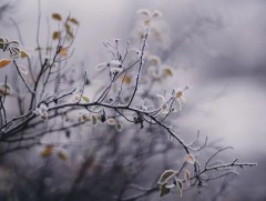 ЦАГ АГААР: Ойрын өдрүүдэд хүйтний эрч суларна