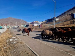 Энэ онд нийслэлийн мал аж ахуй эрхлэхийг хориглосон бүсээс 214 айлын 8495 малыг гаргав