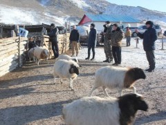 Мал тооллого улсын хэмжээнд 10 хоног үргэлжилнэ  