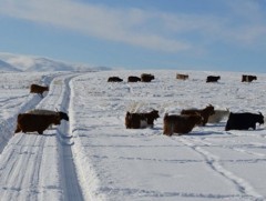 ЦУОШГ: Ховд, Увс, Хөвсгөл аймгийн зарим суманд 20 см-ээс дээш зузаан цастай байна
