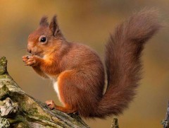 Мартамхай сэгсээхэй...