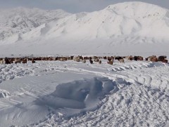 Малын өвөлжилтийн байдал 9 аймагт их хүндрэлтэй байх төлөвтэй байна
