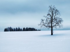 Ойрын 10 хоногийн цаг агаарын урьдчилсан төлөв 