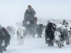 Нэгдүгээр сарын 20-ныг хүртэл нийт нутгаар хүйтний эрч эрс чангарна 