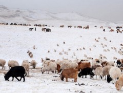 11 аймгийн  52 сум цагаан зудтай байна