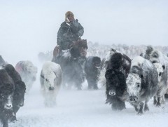 Их хүйтнээс мал сүргээ хамгаалъя