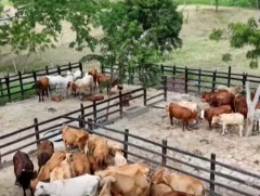 БНХАУ квотоос давсан үхрийн махны импортод 55 хувийн тариф тогтооно 