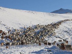 Зудын байдалд үнэлгээ хийхэд 9 аймгийн 36 сум цагаан зудтай байна