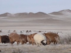Увс аймагт өвөлжилтийн нөхцөл байдал хүндэрч байна