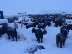 Зудын урьдчилсан төлөвийг тооцоолон гаргалаа