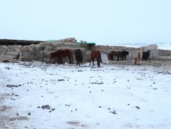 Өвөрхангай аймгийн зарим суманд өвс, тэжээлийн нөөц дуусжээ 