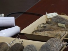 Орон нутгийн алба хаагчид амьтны биеийг хэмжих арга зүйд  суралцлаа