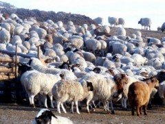 Малтай өрхийн тоо 9.3 мянга болж, өмнөх оноос 0.1 хувиар буурсан байна