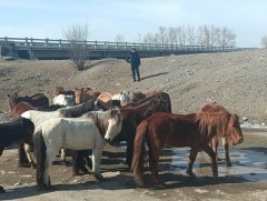Суурьшлын бүсээс мал гаргах ажил зохион байгуулж байна