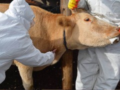 Төв аймгийн зарим суманд малын шүлхий өвчин гарчээ