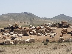Бэлчээрийн ургамал нийт нутгийн 10 орчим хувьд маш муу байна